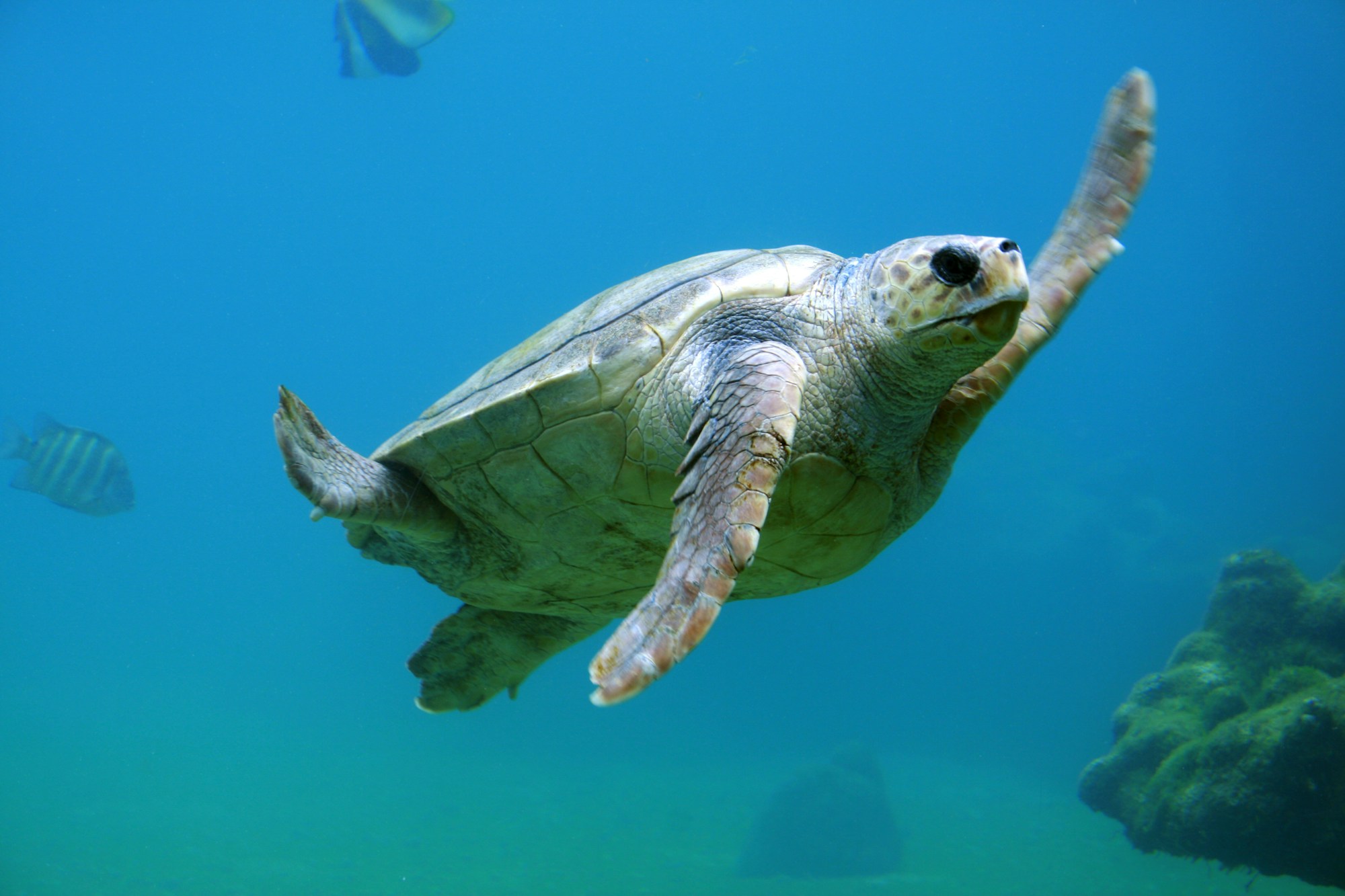 Sea turtle swimming through turquoise ocean waters