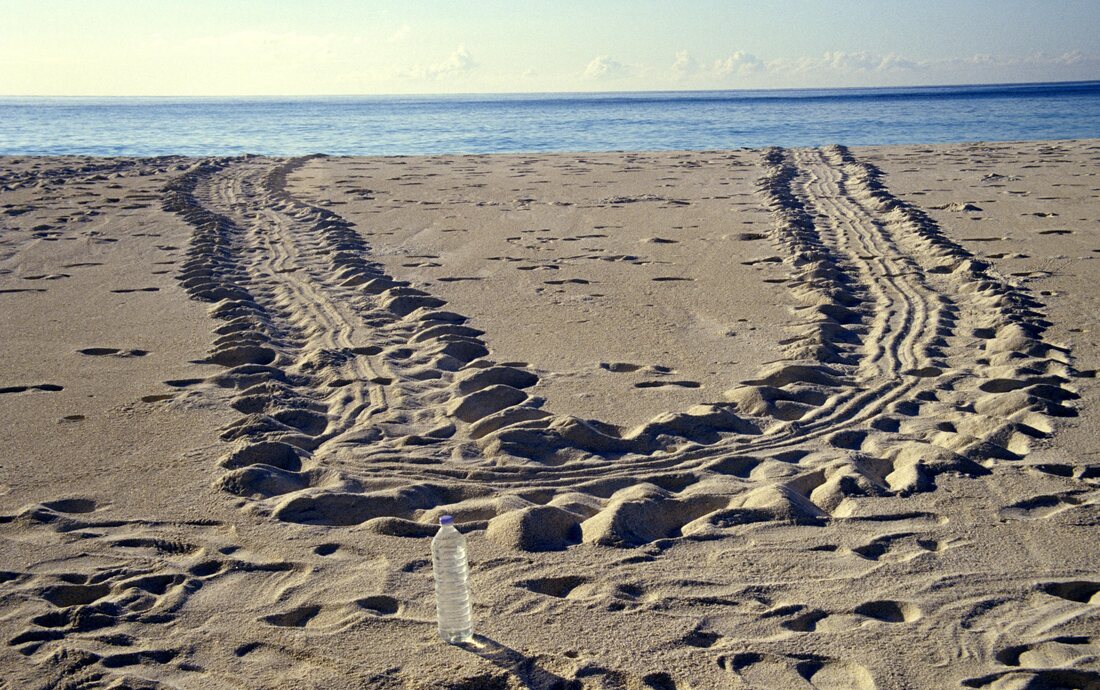 Sea turtle nesting tracks on a sandy shoreline