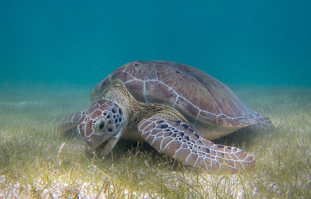 Green sea turtle grazing among seagrass