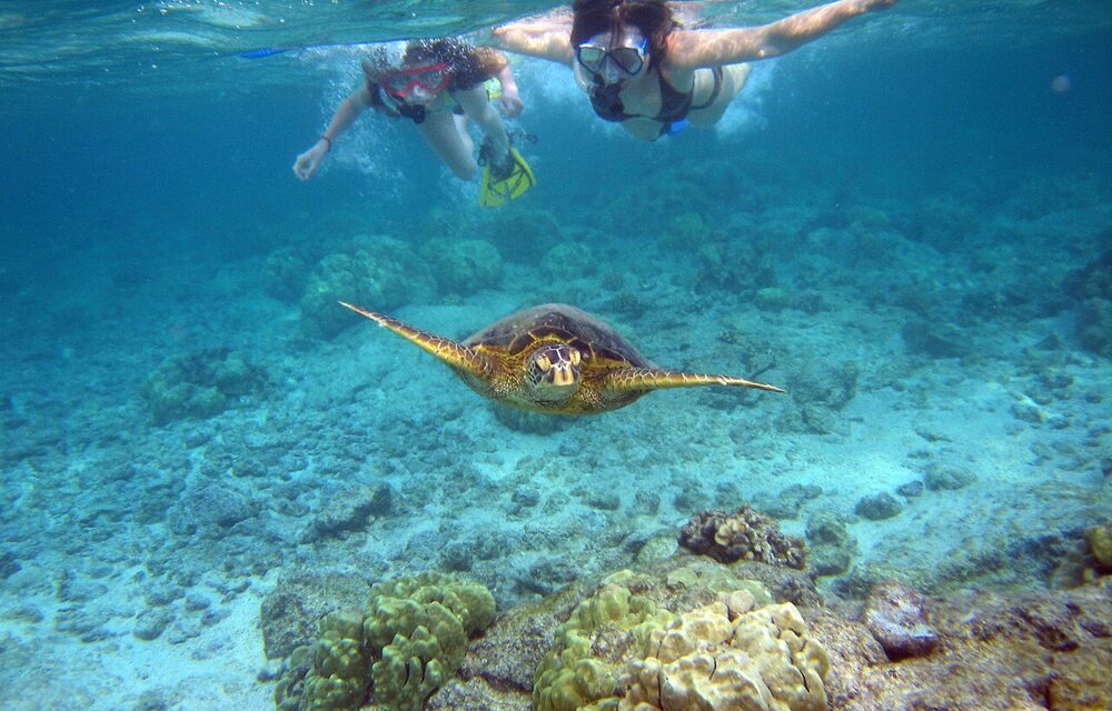 Snorkelers watching a sea turtle at a safe distance