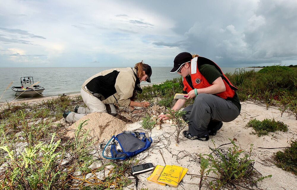 Conservation professionals conducting turtle nest research