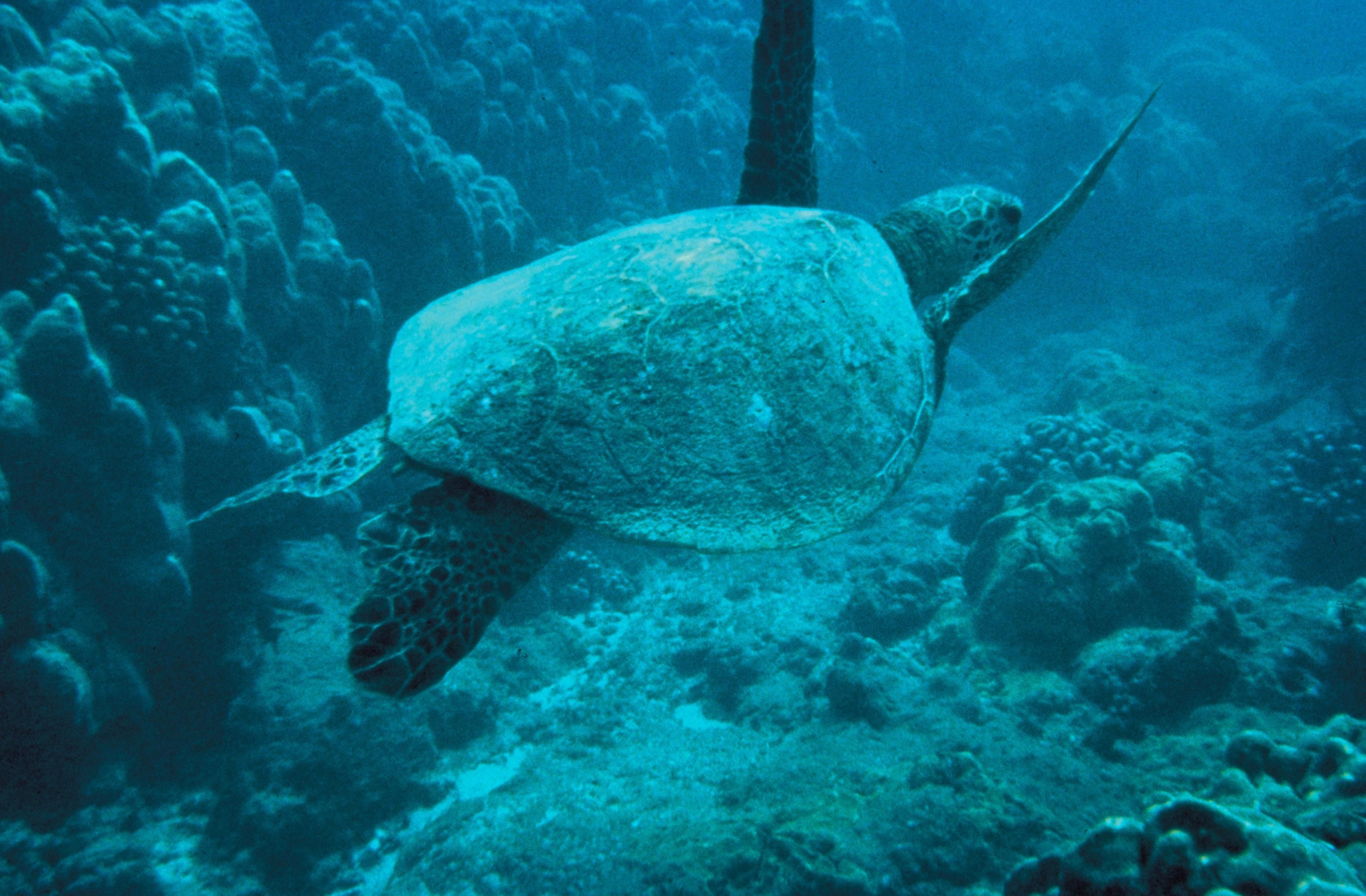Cinematic underwater photography of a sea turtle and coral reef